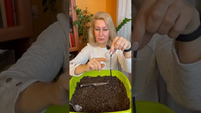 Бережный полив фиалок через колготки #цветы #дача