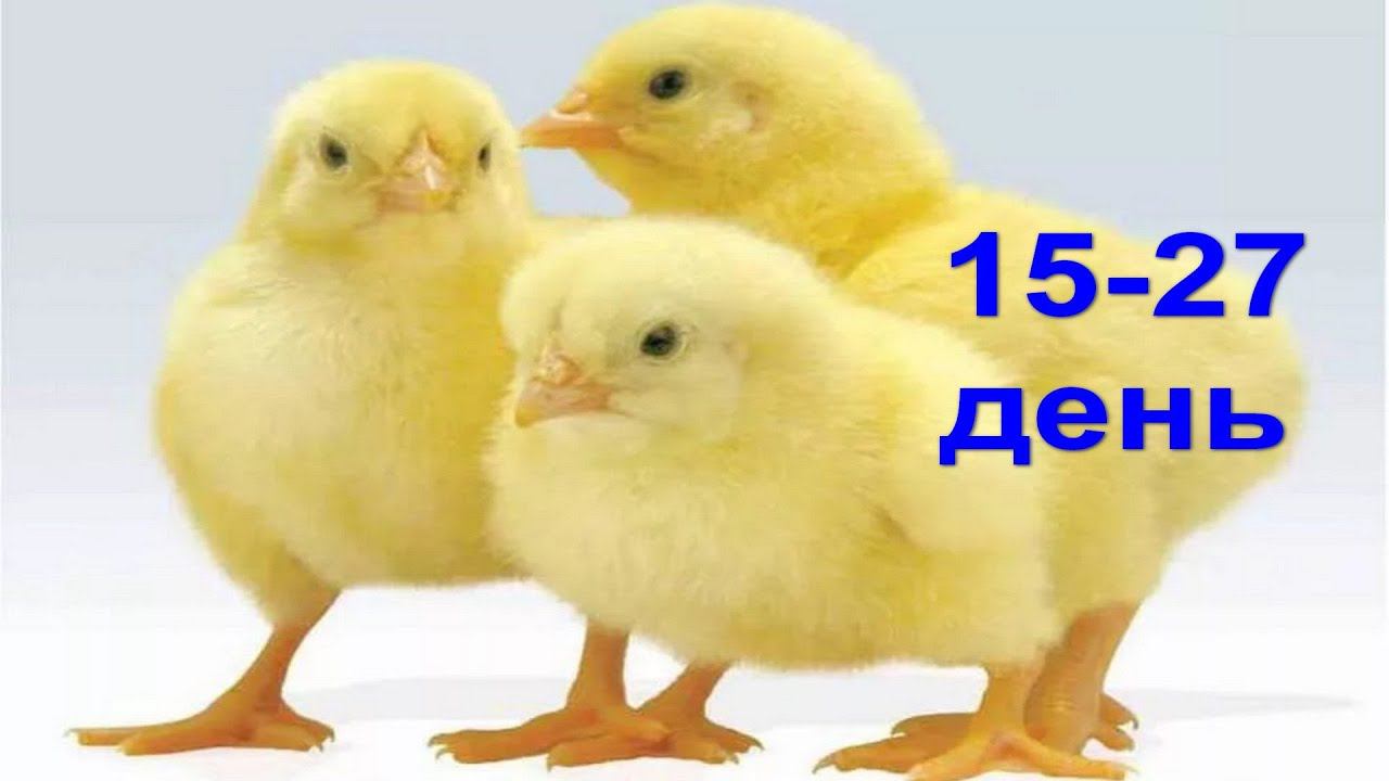 Цыплята Бройлеры 15-27 день, Контрольное Взвешивание, добавление зерновых, кальция