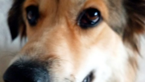 #собака #гуляемпопитеру #россия #питер #санктпетербург #russia #saintpetersburg