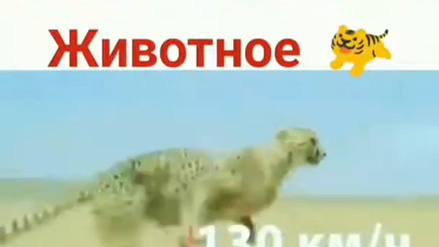 Самое быстрое животное в мире