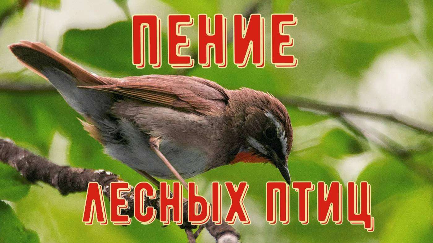 Пение лесных птиц