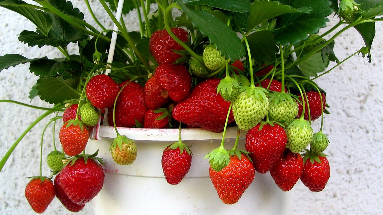 FRAGOLE IN VETRINA TUTTO L ANNO PREZZO ✔ BACCHE DI CASA FRAGOLE NATURE S PANTRY PREZZO