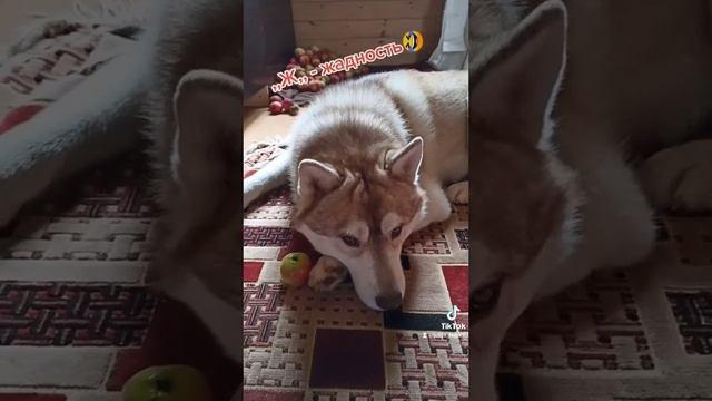 Хаски и яблоки!