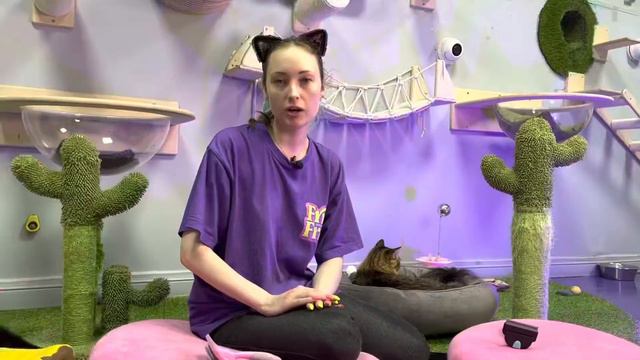 Как помочь котику пережить жару