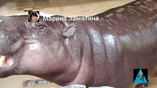 Карликовый бегемот Ксюша в Московском зоопарке.