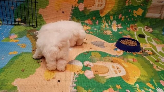 MiniPom OnLine. Щеночки шпица. Первое кормление