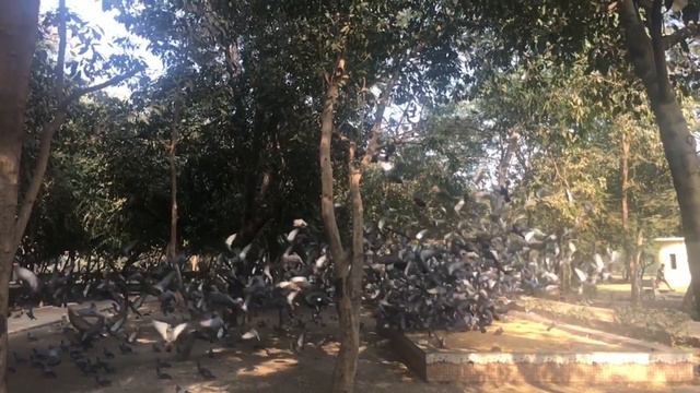 Pigeons Slo-Mo | iPhone | 4K