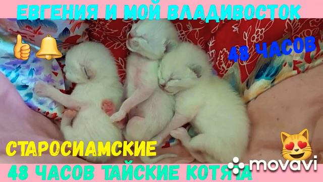 Сиамская кошка и ее котята