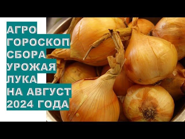 Агрогороскоп сбора урожая лука в августе 2024 года Agrohoroscope for onion harvest in August 2024