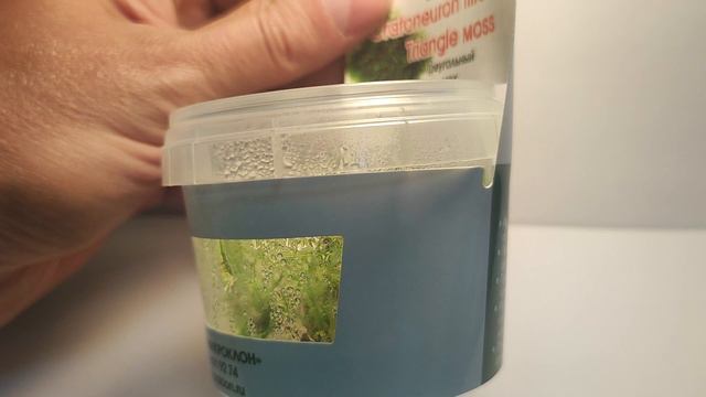 Живое аквариумное растение Мох Треугольный меристемное