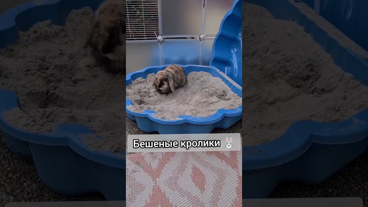 Бешеные и смешные кролики, crazy and funny rabbits, 疯狂又有趣的兔子,الأرانب مجنون ومضحك