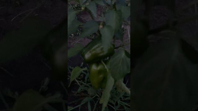 Вечером на даче #shorts