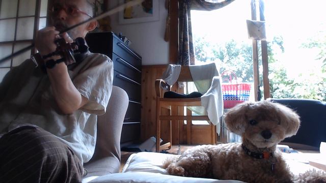 Pretty Little Dog