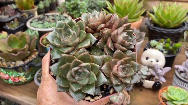 SUCULENTAS AGAVOIDES / COMO CULTIVAR E NÃO DEIXAR MELAR