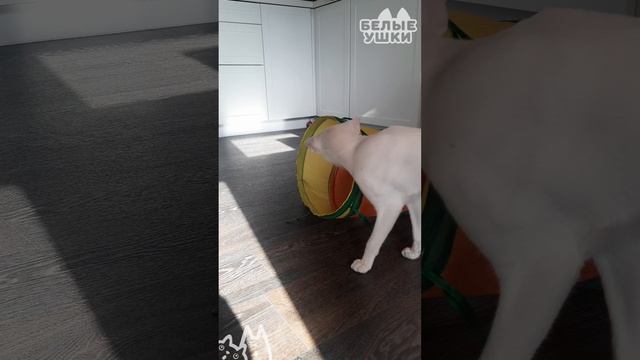 Знакомство кота и щенка
