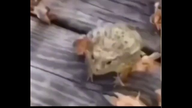 Лягушка прыгает и смеётся 10 минут😂