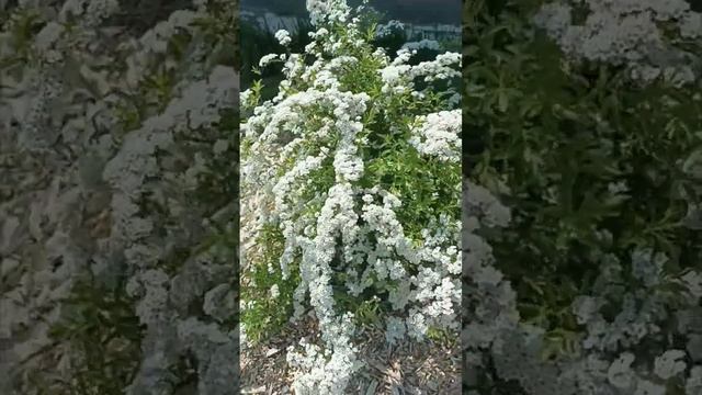 Спирея серая Грефшейм