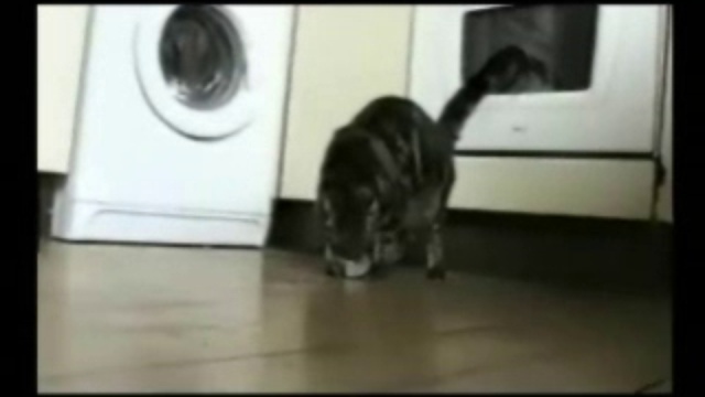 Приколы про котов