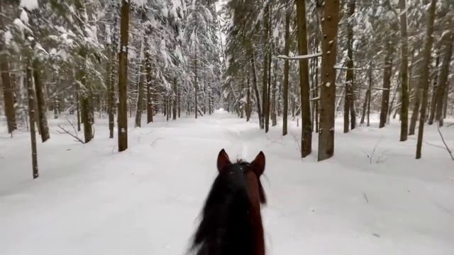Самый настоящий зимний лес в конном клубе Сивка