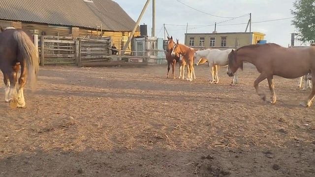 Жеребец гоняет кобыл