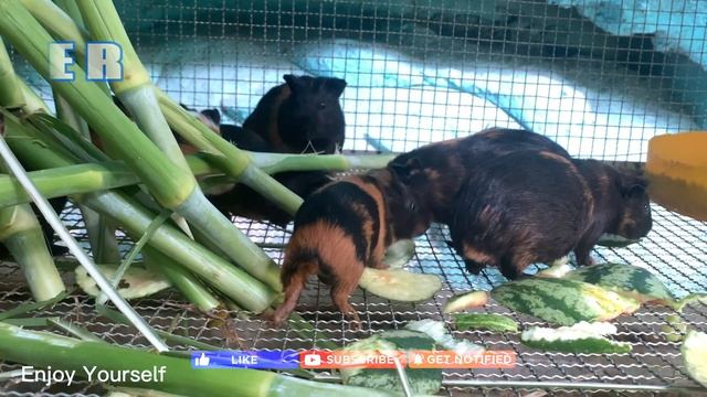 Cutest and Funniest Animal Videos Compilation - You Will Smile: Elephant, Rabbit, Sheep