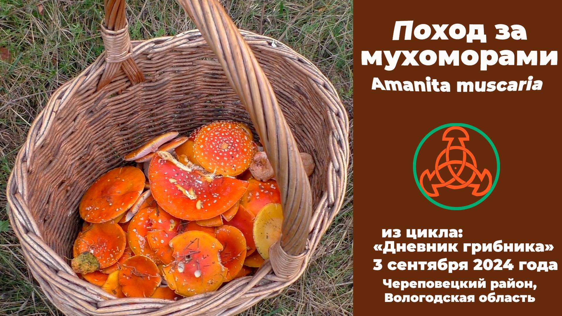 Поход за мухоморами - Amanita muscaria. Дневник грибника 3 сентября 2024 года.