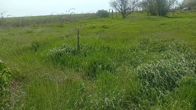 Земельный участок 15 соток для "ведения садоводства" у села Крыловка