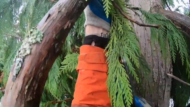 Felix in a tree for 12 days