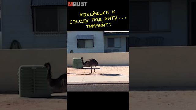 ниндзя на тиммейте RUST / РАСТ #раст #rust #растмем