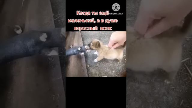злойй уухх...