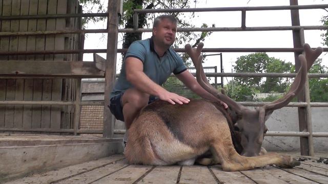 олень