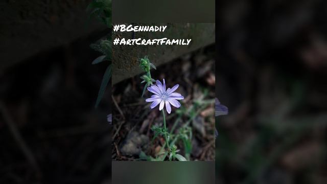 BGennadiy - The Happiness Background Music [2024] - ArtCraft Family (цветы, Белокуриха) #shorts