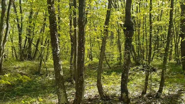 Пение птиц в лесу под Симферополем. Крым.