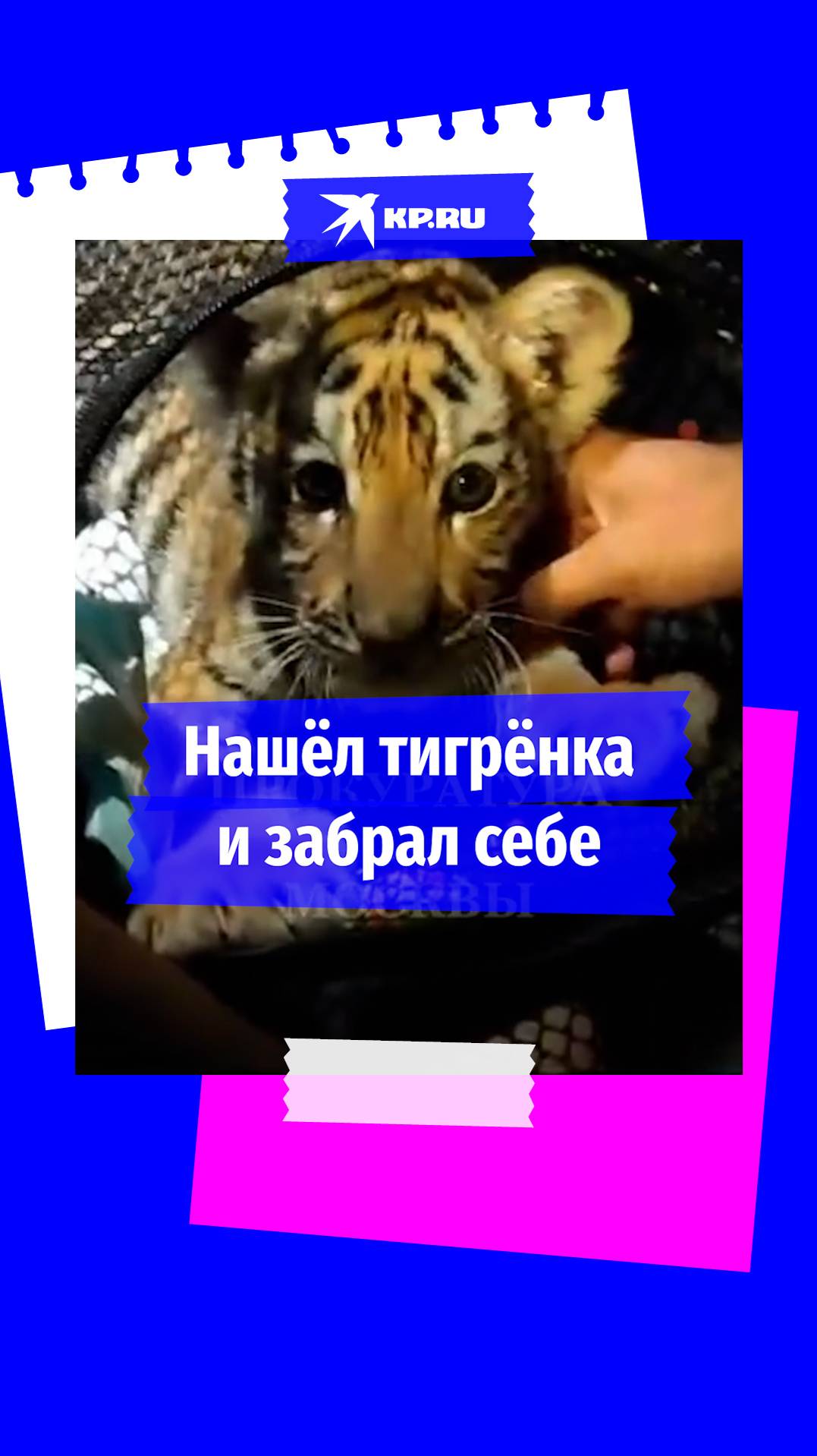 «Я его нашёл на обочине»: у москвича изъяли «потерявшегося» тигрёнка