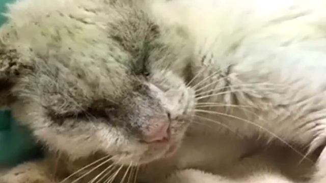 Когда бездомный кот впервые открыл глаза, люди были поражены их красотой