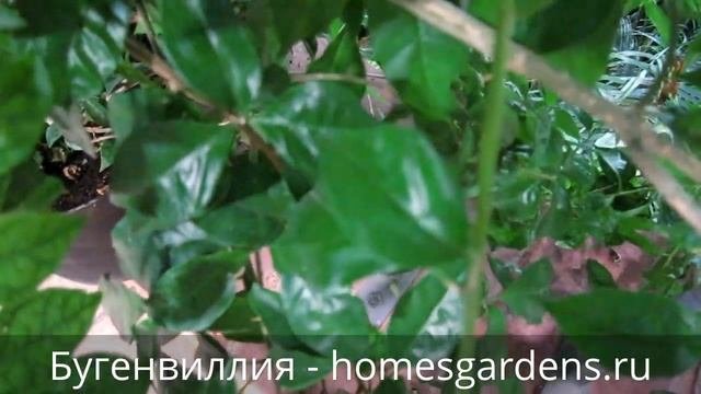 Бугенвиллия - отличный цветок для декора дома