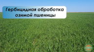 Озимая пшеница| Гербицидная обработка | 22 апреля 2024