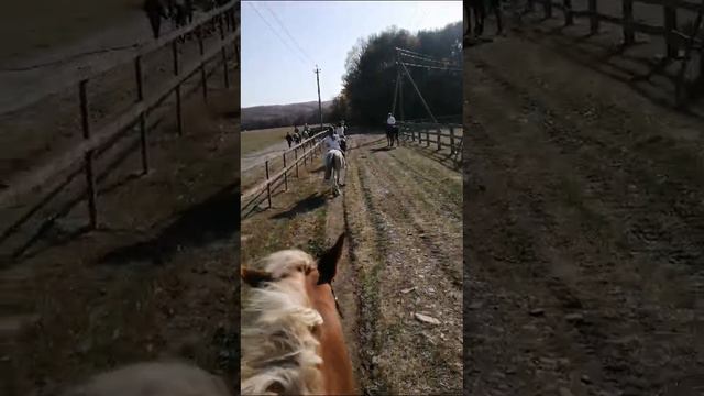 Прогулка на лошадях, верховая езда в выходные