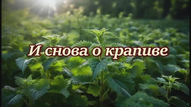 Крапива_после_физической_нагрузки (Часть 2)