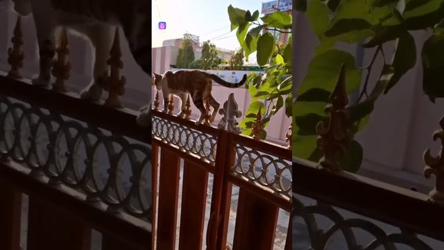 Пики золоченные