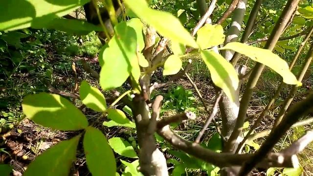 Узбекский скороплодный в селективном лесосаду