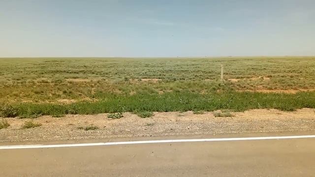 Зелёный ковер