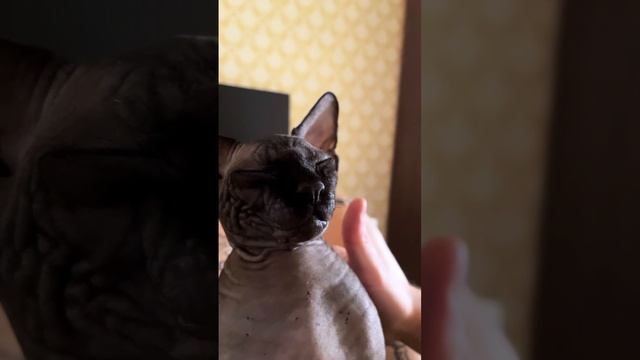 #сфинкс