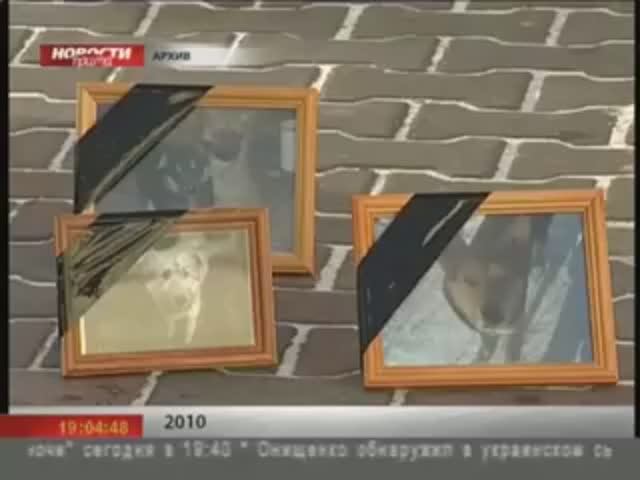 Бедные цобачки (Light).mp4