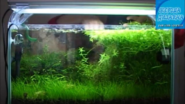 Формовочная стрижка роталы