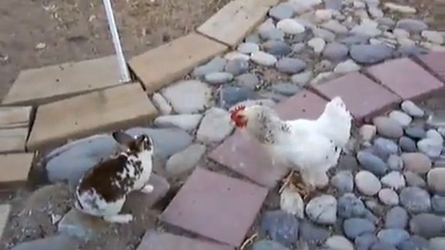 Кролики vs Курици)) Rabbits vs Chicken))