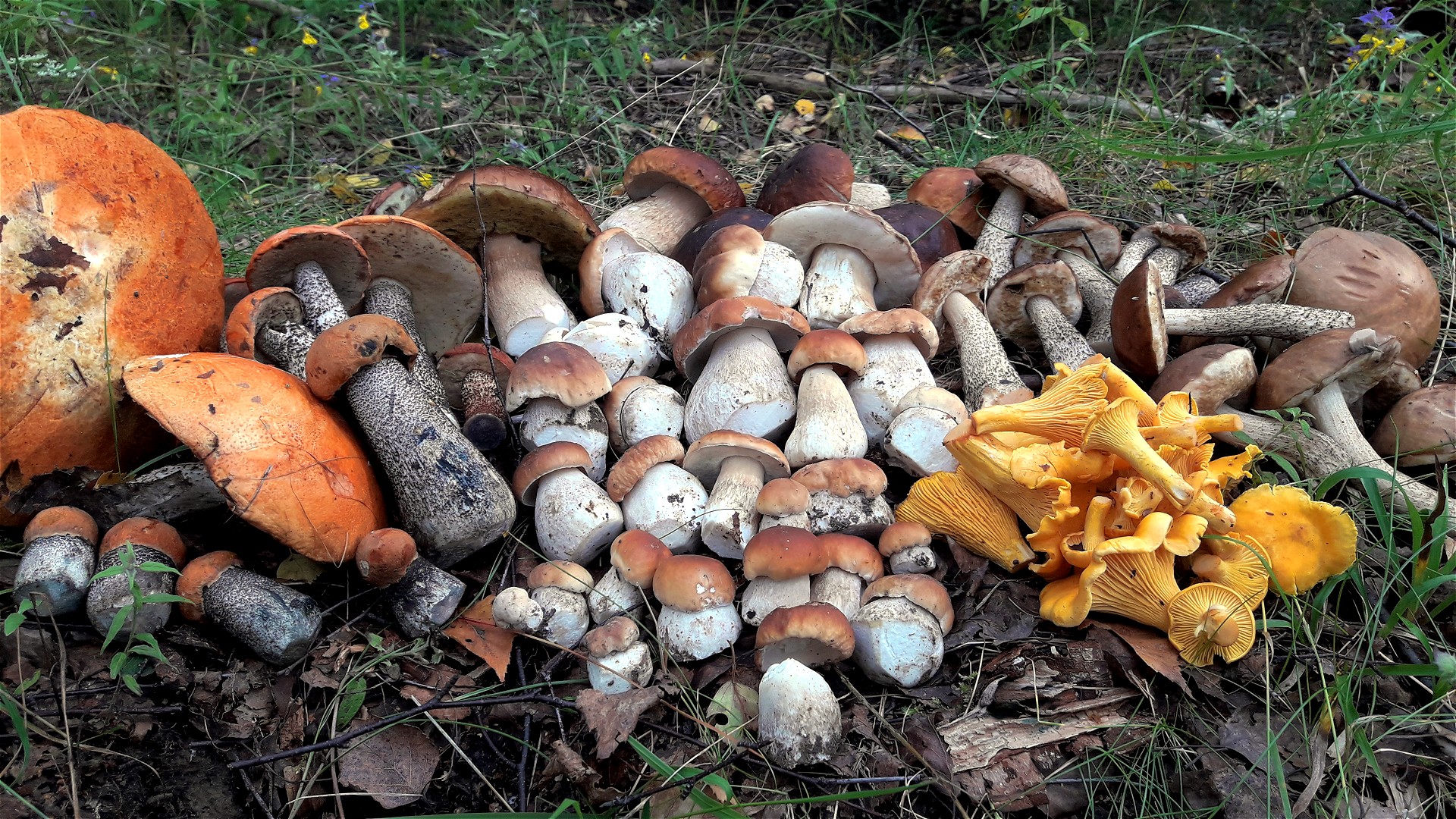 грибы ярославская область фото с названиями
