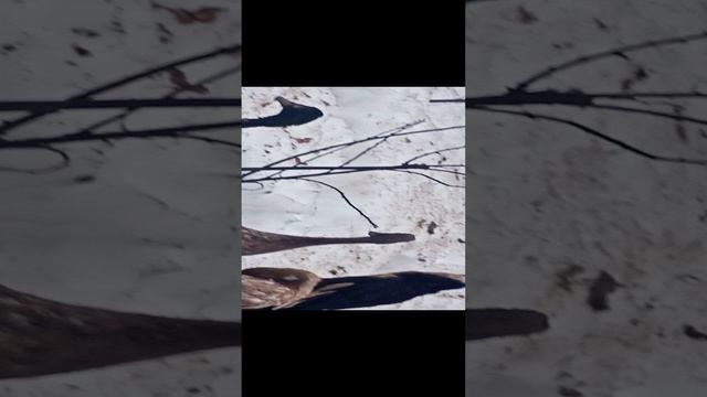 Утки индийские бегунки - первые яйца в этом году