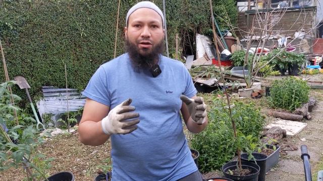 How To Grow Ginger In Cold Climates