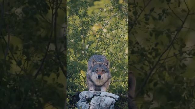 Красивое пение птиц, природа, звери. Источник телеграмм Беседка для души - ссылка в описании к видео